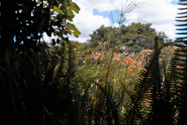 Finca RD