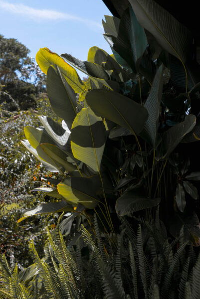 Finca RD