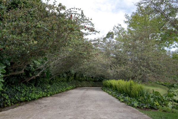 Paulandia