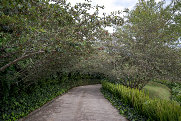 Paulandia